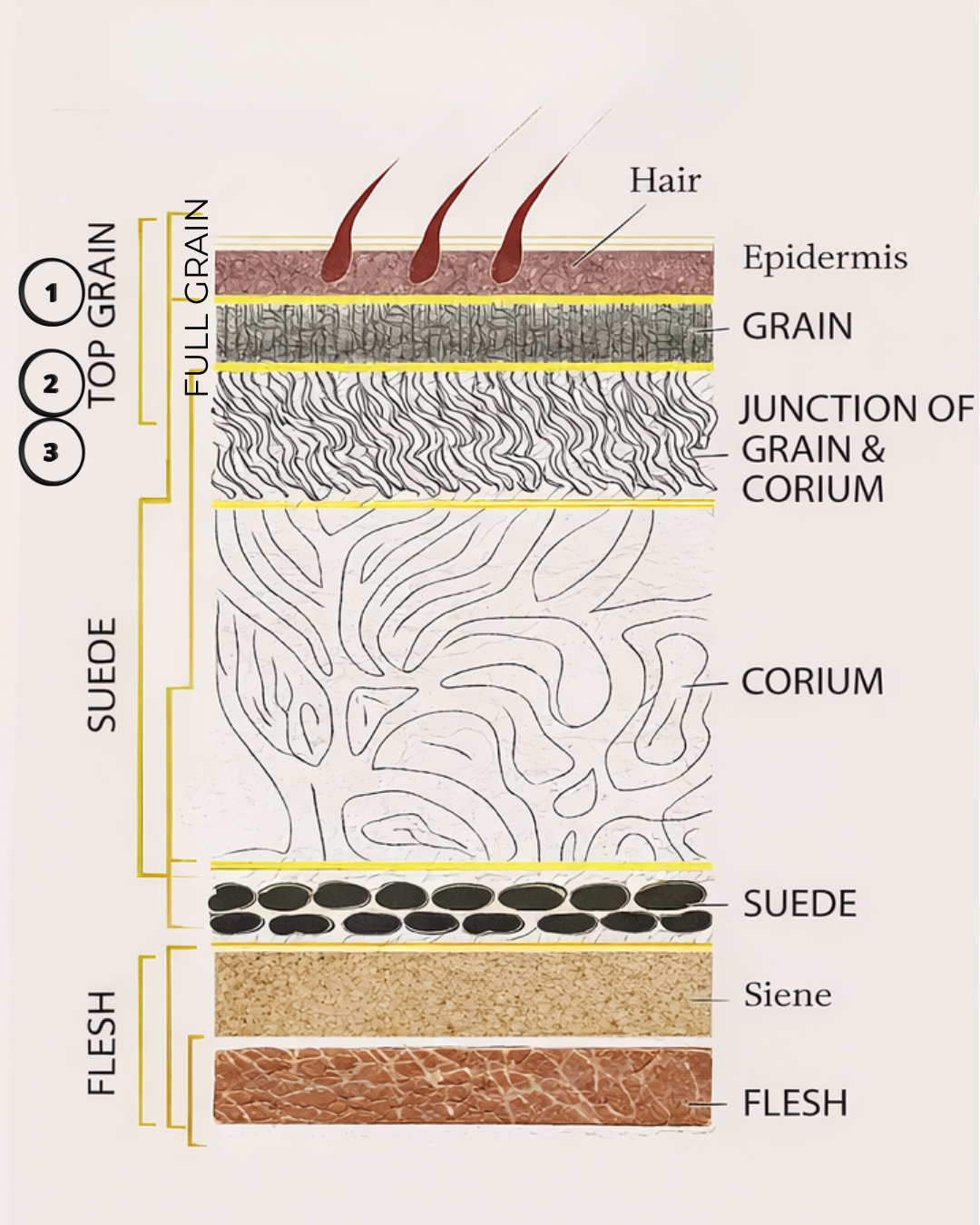 Silene | Founders Edition